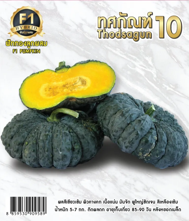 วิธีการปลูกฟักทอง ทศกัณฑ์10, พจมาน