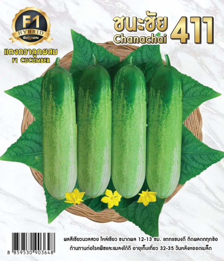 วิธีการปลูกแตงกวา ชนะชัย 411