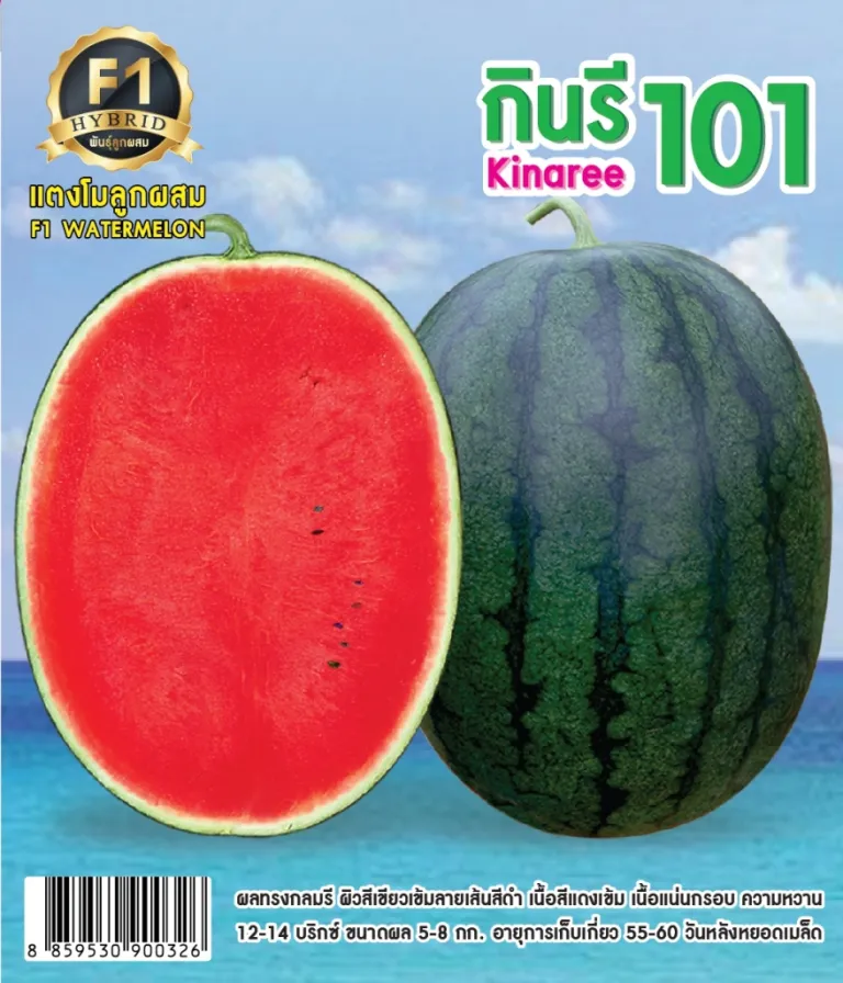 วิธีการปลูกแตงโม กินรี 101