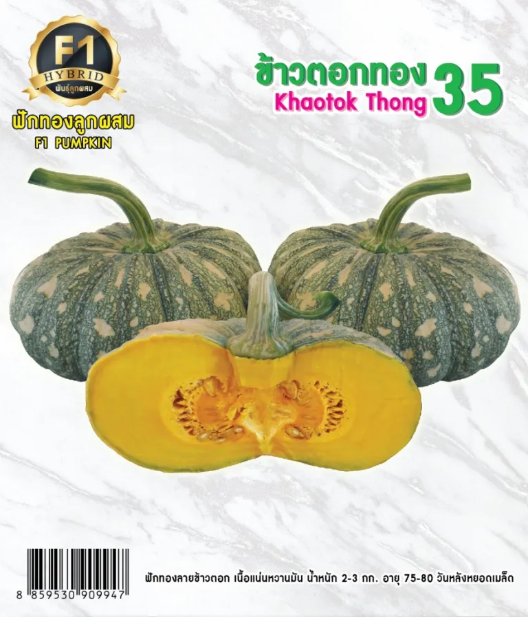 วิธีการปลูกฟักทอง ข้าวตอกทอง 35