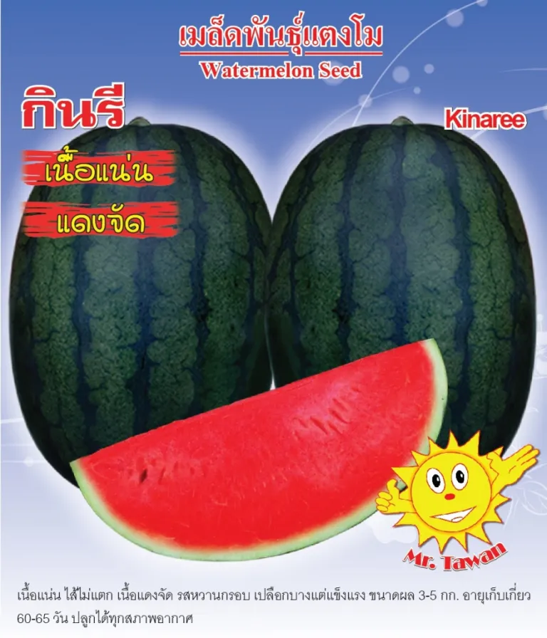 วิธีการปลูกแตงโม กินรี 