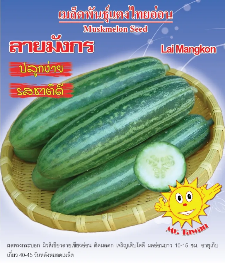 วิธีการปลูกแตงไทยอ่อน ลายมังกร