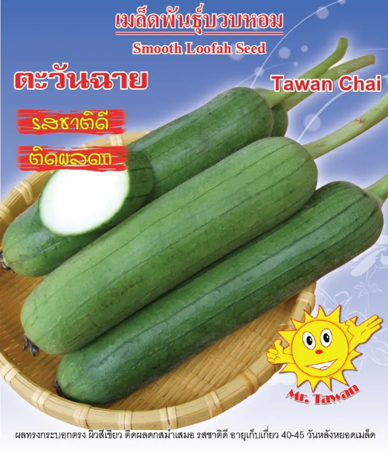 บวบหอม ตะวันฉาย
