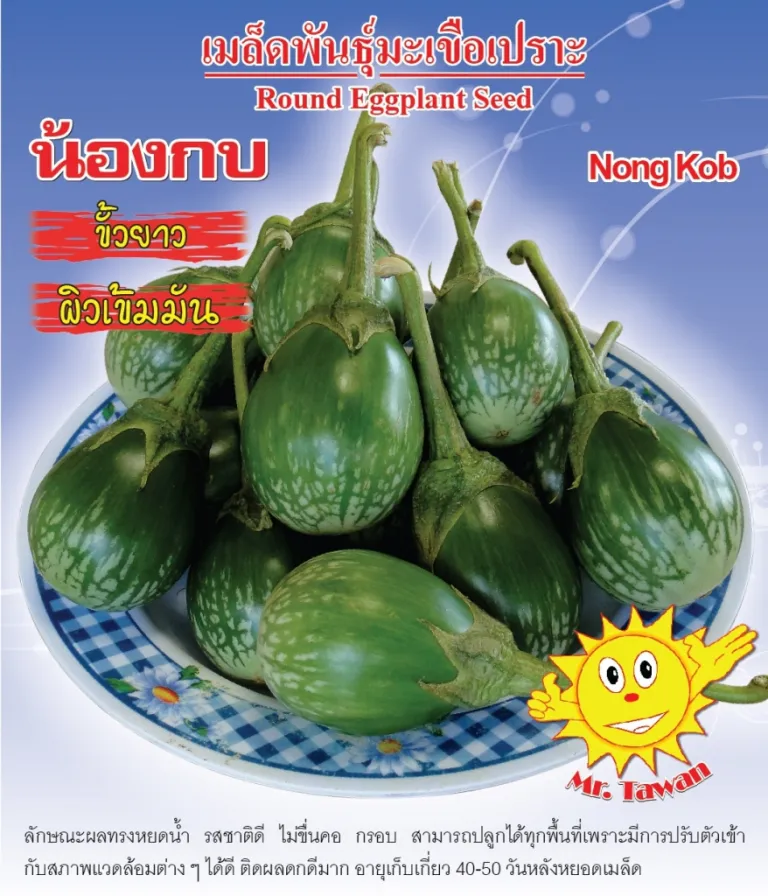 วิธีการปลูกมะเขือเปราะ น้องกบ