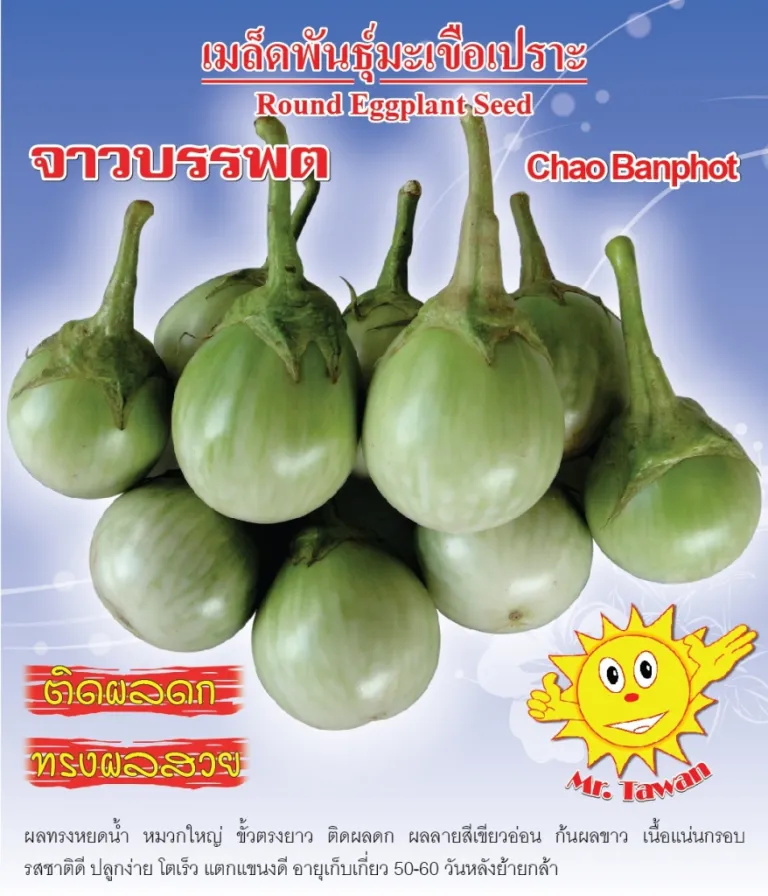 วิธีการปลูกมะเขือเปราะ จาวบรรพต