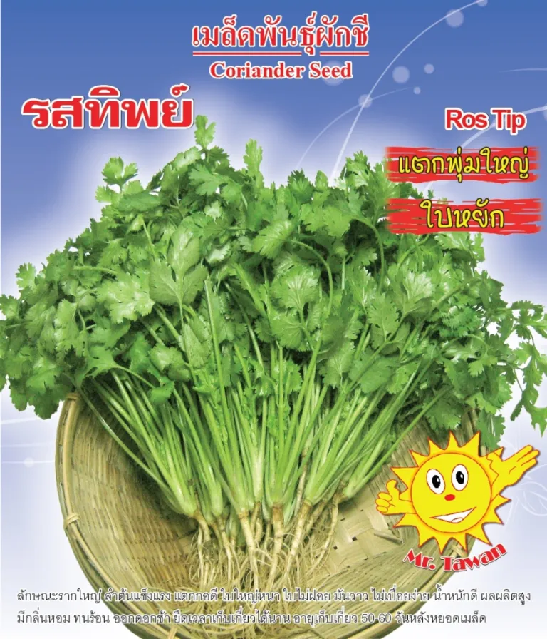 วิธีการปลูกผักชี รสทิพย์