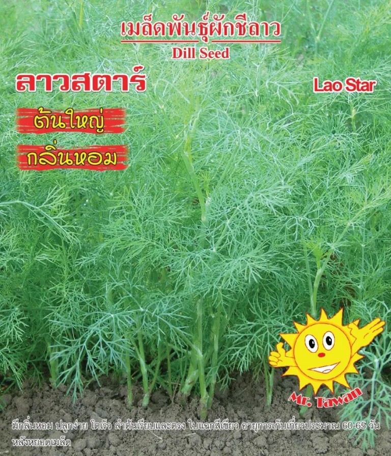 วิธีการปลูกผักชีลาว ลาวตาร์