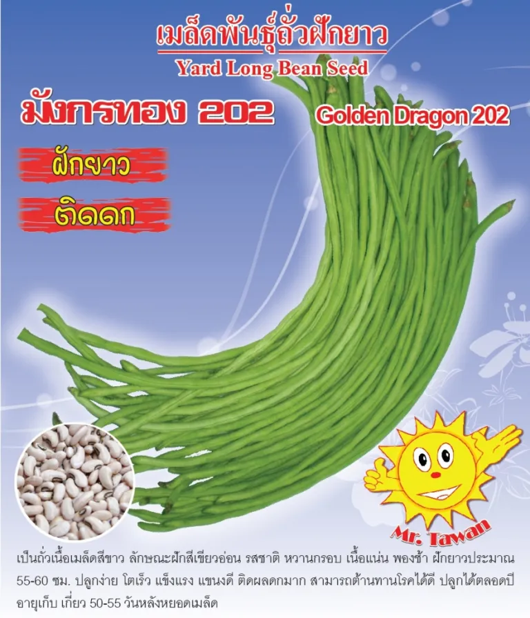 วิธีการปลูกถั่วฝักยาว มังกรทอง 202