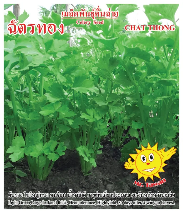 วิธีการปลูกคื่นฉ่าย ฉัตรทอง