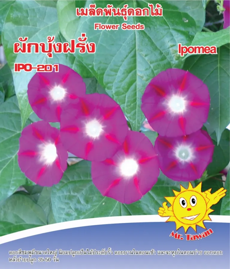 วิธีการปลูกผักบุ้งฝรั่ง IPO-201