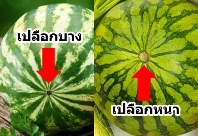 วิธีการเลือกซื้อแตงโม