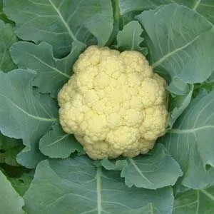 นวลทอง