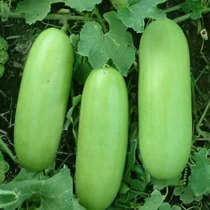 ศรีเทพ