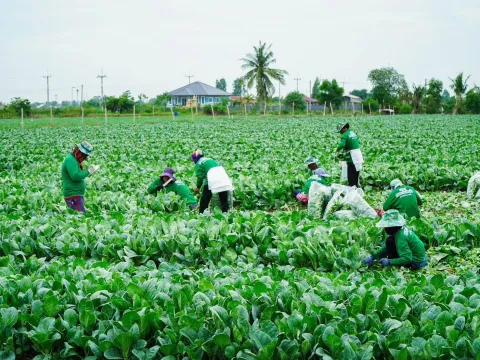 ภาพผลผลิตจริงจากเกษตรกร — เมล็ดพันธุ์ผักกาดกวางตุ้ง ยอดตะวัน | ตราตะวันต้นกล้า 7/7