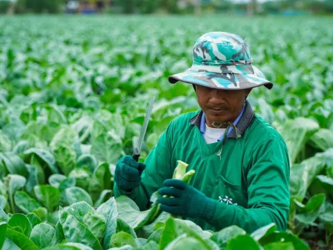 ภาพผลผลิตจริงจากเกษตรกร — เมล็ดพันธุ์ผักกาดกวางตุ้ง ยอดตะวัน | ตราตะวันต้นกล้า 6/7