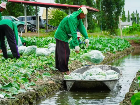 ภาพผลผลิตจริงจากเกษตรกร — เมล็ดพันธุ์ผักกาดกวางตุ้ง ยอดตะวัน | ตราตะวันต้นกล้า 5/7