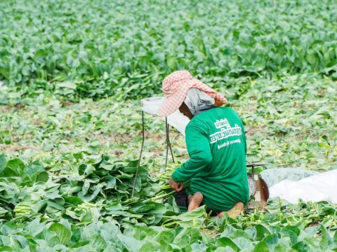 ภาพผลผลิตจริงจากเกษตรกร — เมล็ดพันธุ์ผักกาดกวางตุ้ง ยอดตะวัน | ตราตะวันต้นกล้า 3/7