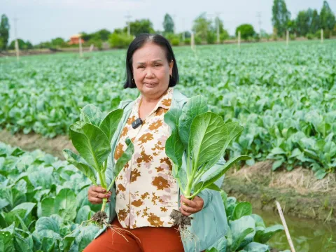 ภาพผลผลิตจริงจากเกษตรกร — เมล็ดพันธุ์ผักกาดกวางตุ้ง ยอดตะวัน | ตราตะวันต้นกล้า 1/7